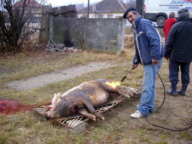  Une loi rcente inerdit de tuer le cochon en bordure de la route.